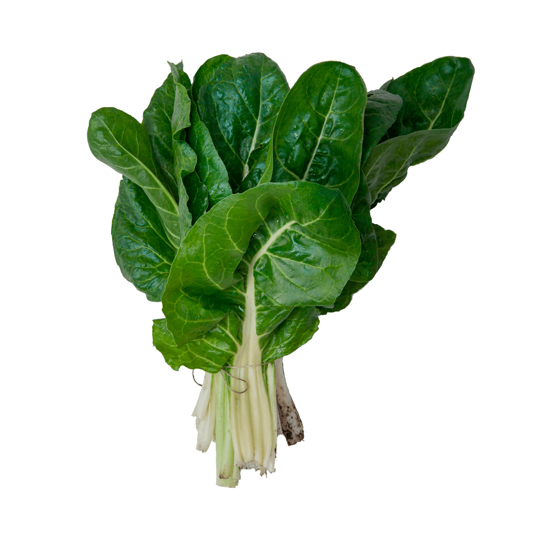 Acelga