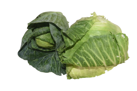 Repollo
