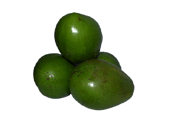 Aguacate común 