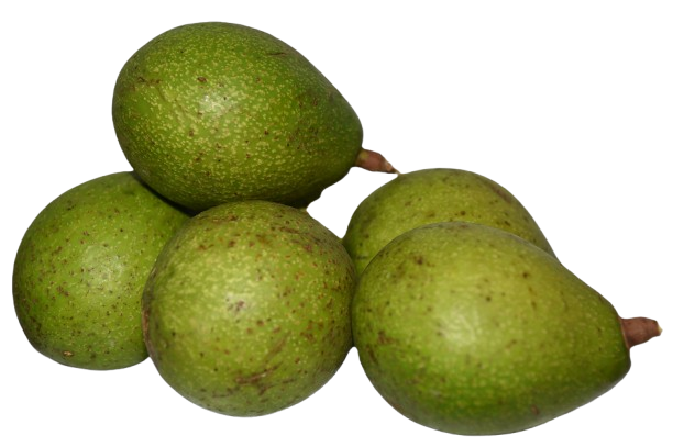 Aguacate hass