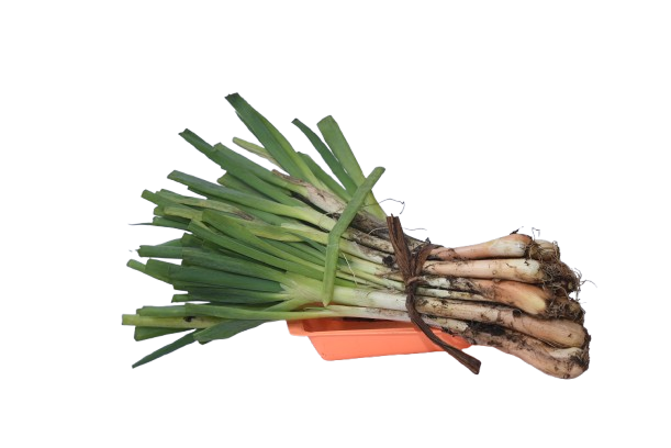 Cebolla   campesina