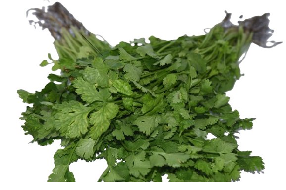 Cilantro
