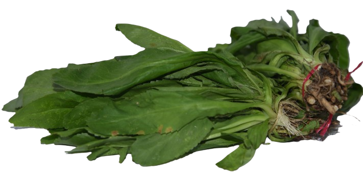 Cilantro Cimarrón