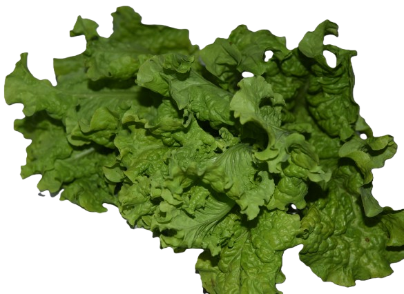 Lechuga