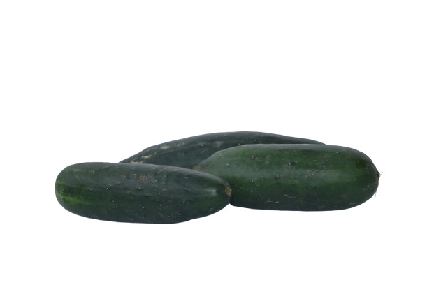 Pepino Cohombro 
