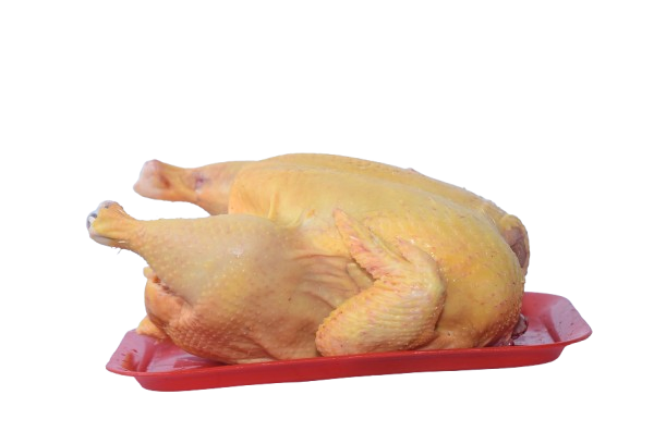 Pollo