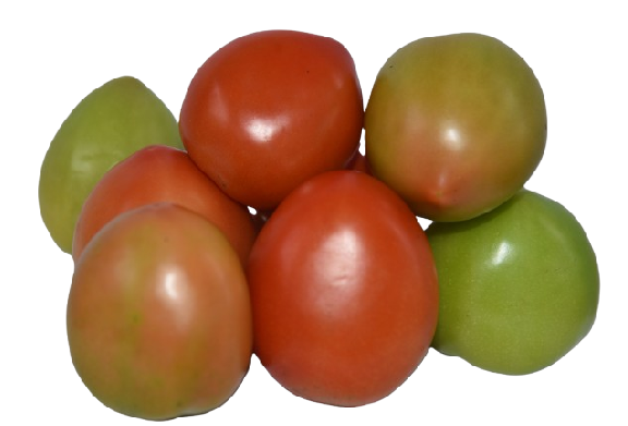 Tomate Chonto