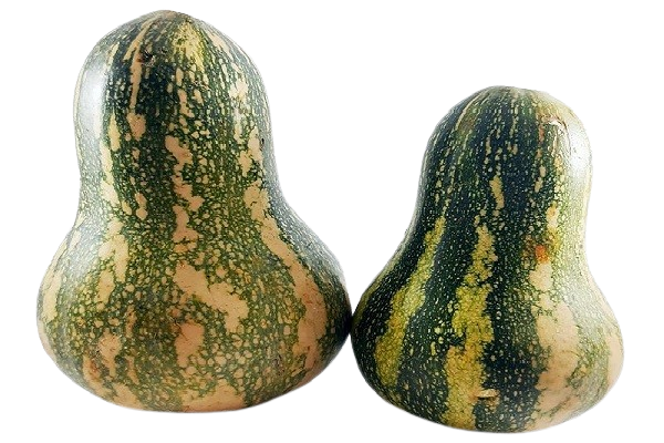 Zapallo